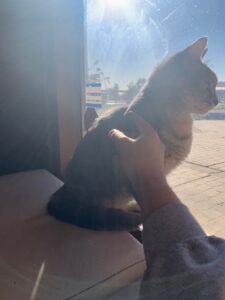 A cat sitting in a window, getting scratches